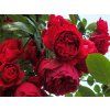 107495 107495 ruze florentina baleni specialni baleni