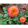 107504 1 107504 1 107504 1 107504 1 ruze gartenspass baleni specialni baleni