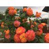 107504 3 107504 3 107504 3 107504 3 ruze gartenspass