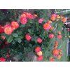 107504 4 107504 4 107504 4 107504 4 ruze gartenspass