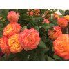 107504 5 107504 5 107504 5 107504 5 ruze gartenspass