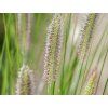 Dochan psárkovitý 'Gelbstiel' - Pennisetum alopecuroides 'Gelbstiel'  Pennisetum alopecuroides 'Gelbstiel'