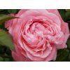 Růže 'Kolner Flora®' (Balení speciální balení)