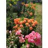 107711 3 ruze orangerie baleni specialni baleni