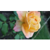 d94c12d177c02435