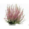 Calluna vulgaris Martina