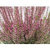 Calluna vulgaris Martina (5)