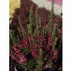 Calluna vulgaris Martina (3)