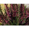 Calluna vulgaris Martina (1)