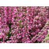 Calluna vulgaris Samanta (2)