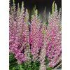 Calluna vulgaris Samanta (1)