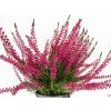 Calluna vulgaris Samantha (3)