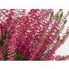 Calluna vulgaris Samantha (1)