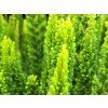 Calluna vulgaris Stockholm (1)