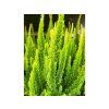 Vřes obecný Skyline 'Stockholm'  Calluna vulgaris Skyline 'Stockholm'