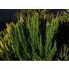 Calluna vulgaris Skyline Stockholm (2)