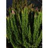Calluna vulgaris Skyline Stockholm (3)