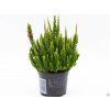 Calluna vulgaris Skyline Stockholm (2)