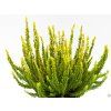 Calluna vulgaris Skyline Sydney (2)