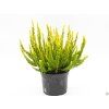 Calluna vulgaris Skyline Sydney (1)