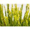 Calluna vulgaris Skyline Sydney (3)