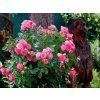 Růže 'Xenia®'  Rosa 'Xenia®'