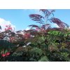 Albízie růžová 'Evey's Pride'  Albizia julibrissin 'Evey's Pride'