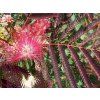 Albízie růžová 'Evey's Pride'  Albizia julibrissin 'Evey's Pride'