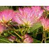 Albízie růžová 'Tropical Dream'  Albizia julibrissin 'Tropical Dream'