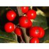 Cesmína ostrolistá 'Madame Briot'  Ilex aquifolium 'Madame Briot'