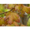 Acer Minorient (2)