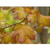 Acer Minorient (3)