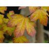 Acer Minorient (1)
