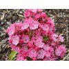 Mamota, kalmie 'Kardinal'  Kalmia 'Kardinal'