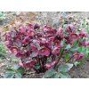Čemeřice 'HGC® Ice n' Roses Brunello' - Helleborus 'HGC® Ice n' Roses Brunello'  Helleborus 'HGC® Ice n' Roses Brunello'