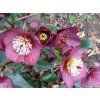 108203 1 cemerice hgc ice n roses bennotta helleborus hgc ice n roses bennotta