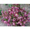 Čemeřice 'HGC® Ice n' Roses Bennotta' - Helleborus 'HGC® Ice n' Roses Bennotta'  Helleborus 'HGC® Ice n' Roses Bennotta'