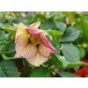 108218 2 cemerice sp anja oudolf helleborus sp anja oudolf
