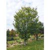 Acer cappadocium Aureum
