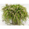 Calluna vulgaris Rasta Girls violet (1)