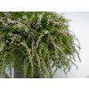 Calluna vulgaris Rasta Girls violet (2)