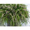 Calluna vulgaris Rasta Girls violet (3)
