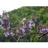 108404 2 108404 2 108404 2 paulownia fast blue