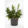 Vaccinium Red Candy (2)