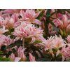 Azalea Pink Spider (2)