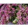 108506 vres obecny rasta girls dark pink