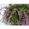 108506 2 vres obecny rasta girls dark pink
