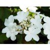 Viburnum Pinkawai (2)
