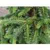 Abies pinsapo 'Pendula' (4)