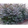 Líska největší 'Purpurea'  Corylus maxima 'Purpurea'
